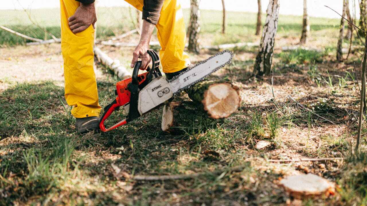 The Steps Involved in Our Tree Care Process in Wallis, TX